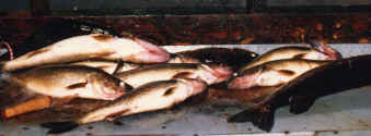 Just_Fish.JPG (129259 bytes)